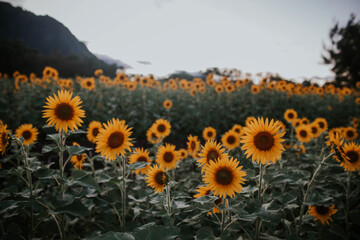 Field of yellow sunflowers in Hawai'i.