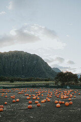 Farm with orange pumpkins near a green mountain in Hawai'i.
