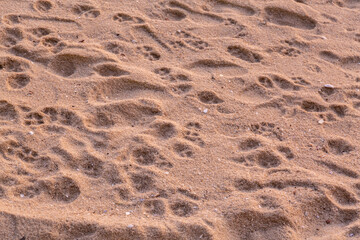 Image Of Sand Background Texture by the beach. Sand on the beach during sunrise. Polluted beach.