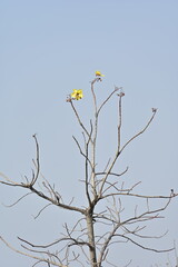 Tree without leaf with yellow flowers. Tree in Wildlife. Gray sky. Indian Nature. 