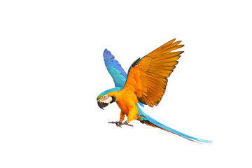 Colorful Blue and gold macaw parrot flying isolated on transparent background png file