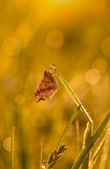 Motyl Witalnik Dębniak w porannej rosie