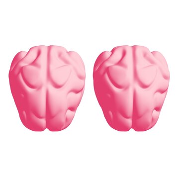Human brain Anatomical Model.