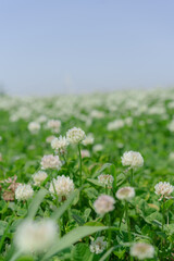 Obraz premium シロツメグサと青空