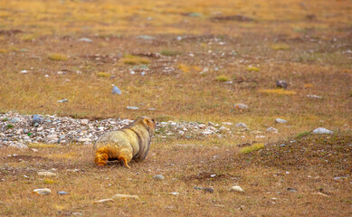 Obraz premium The marmot sits in the grass in the mountains, looks to the side, as if reading your text, studying, showing curiosity, interest. Copy space with place for text. Landscape with wild animals.