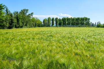 Obraz premium Po Valley landscape field cultivation nature natural agriculture farmhouse tree earth