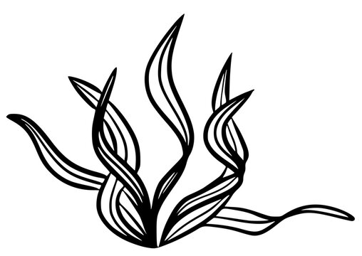recommend clip art: Seaweed spirulina marine plant black silhouette vector icon. Simple aquarium seaweed hand drawn contour isolated on white background. Black marine beach graphic element.
