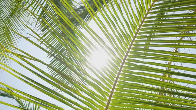 Coconut palm trees, beautiful tropical blue sky sandy good summer.