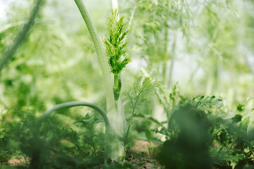 Fenchel Pflanze, frisch, saftig und grün im Beet in der Natur. Für Tee, gesund kochen