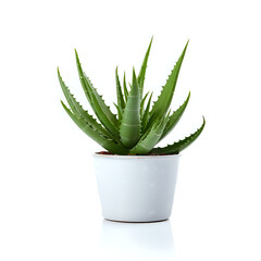 photograph of a beautiful plant in a garden against a pristine white background. The composition focuses on the delicate details of the flower, emphasizing its natural beauty wallpaper tree aloe grow