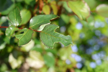 Caterpillar insect is eating and damaging the lush freshly grown rose leave foliage in spring, which is a common rose disease, rose pest.