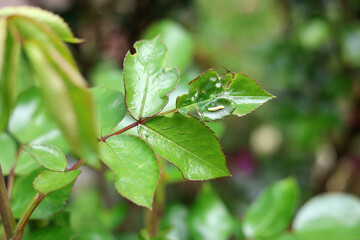 Caterpillar insect is eating and damaging the lush freshly grown rose leave foliage in spring,...