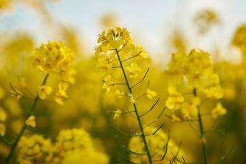 Canola flowers in bloom