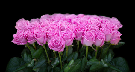 Pink roses on a dark background