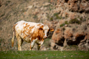 Cows graze on a pasture in the garden, lies resting in the shade. The concept of animal husbandry and organic food.