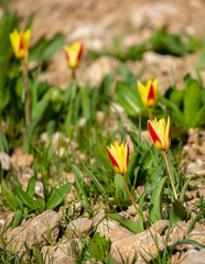 Obraz premium Wild Red Book tulips Kaufman in the fields of Kazakhstan. Spring flowers under the rays of sunlight. Beautiful landscape of nature. Hi spring. Beautiful flowers on a green meadow.