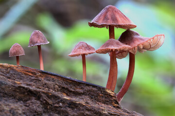 A mushroom cluster on a rotting tree