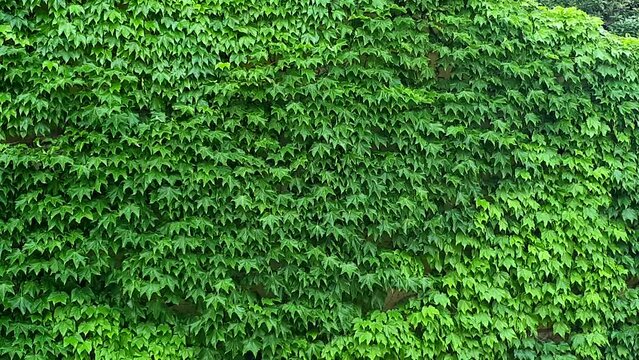 Climbing tree green ivy building wall natural texture leaves moving swaying from soft wind relax nature background