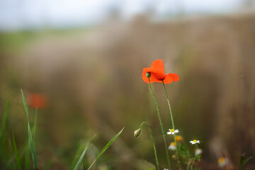 Einsamer Mohn