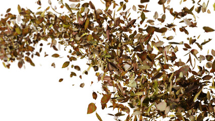 leaves flying in the wind, isolated on transparent background 
