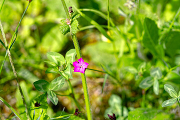 Beautiful pink purple flower at garden at City of Zürich on a sunny spring day. Photo taken May 12th, 2023, Zurich, Switzerland.