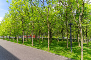 Tree alley of public park at City of Zürich district Oerlikon on a blue cloudy spring day. Photo taken May 12th, 2023, Zurich, Switzerland.