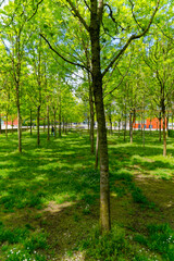 Tree alley of public park at City of Zürich district Oerlikon on a blue cloudy spring day. Photo taken May 12th, 2023, Zurich, Switzerland.