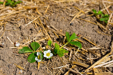 Strawberry blooming with white flowers on a sunny summer day, horizontal photo