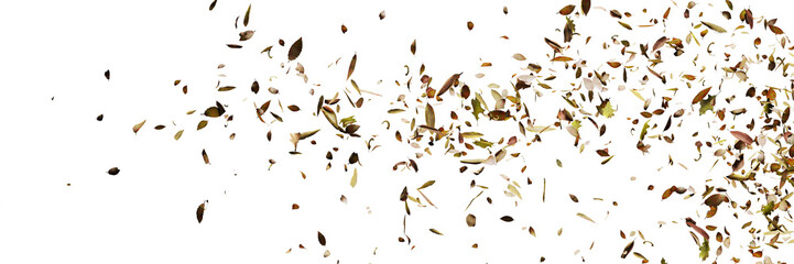 leaves flying in the wind, autumn background isolated on transparent banner