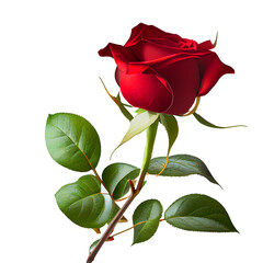 beautiful rose on white background