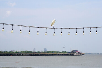 Egret bird on light bulb wire with sky background