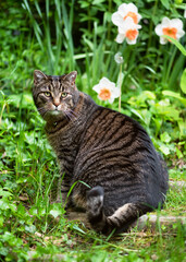 Cute tabby cat sitting on a step in a country cottage spring garden. (Felis catus). Selective focus.