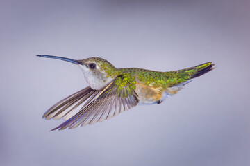 Hummingbirds