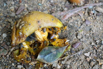 Honeybees feeding on fallen wild fruits