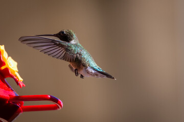 Hummingbirds