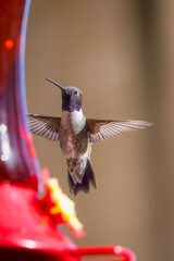Hummingbirds