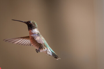 Hummingbirds