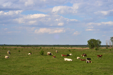 Many cows are resting on a green field. Ukraine, Chernihiv