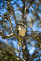 Close up of a beautiful Kookaburra bird in a gum tree in Australia. Australian Native bird.