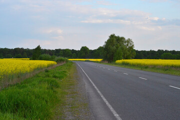 A road for cars in the middle of a yellow field in the Chernihiv region of Ukraine  - Powered by Adobe