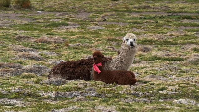mother and foal alpaca lying on the ground of a meadow in the andes mountains in Chile.