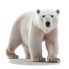 Foto op Canvas polar bear isolated on white © Picture for You