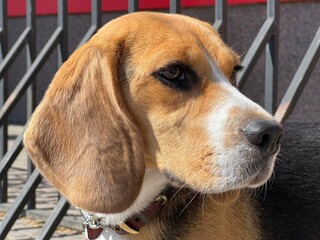 Beagle dog puppy cute face close up.