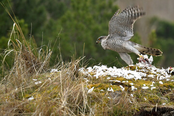 azor en el bosque con una presa