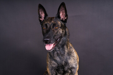 Dutch Shepherd Puppy Dog portrait in studio closeup, dark, red background
