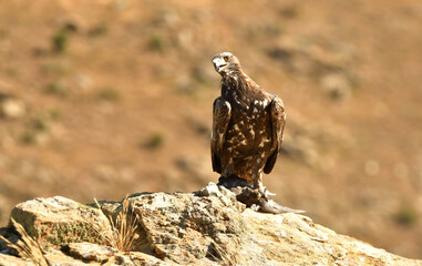 aguila real en la montaña sobre una roca