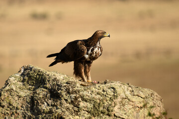 aguila real en la montaña sobre una roca