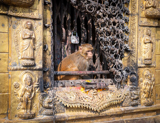 Monkey at Monkey temple kathmandu nepal