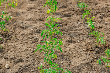 Young tomato seedlings are growing in soil at greenhouse as they grow