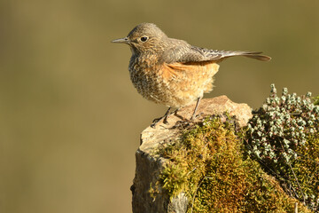 Roquero rojo en la sierra de gredos
